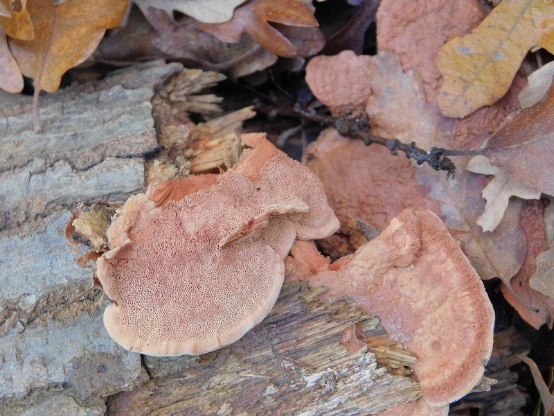 9Fotogr.il 18.12.2021 sotto Leccio